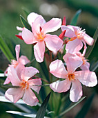 NERIUM Oleander