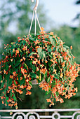 Begonia sutherlandii 'Papaya'
