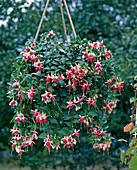 Fuchsia hybrid 'Ostfriesland'