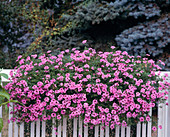 Verbena hybrid 'Tapien' pink