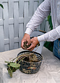Planting water lilies in mesh basket