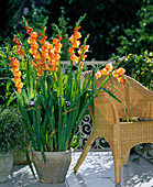 Gladiolus-Hybriden