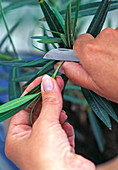 1. Step - vom Oleander STECKLINGE Nehmen