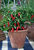 Balcony chili peppers
