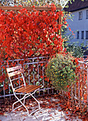 Balkon IM Herbst mit PARTHENOCISSUS