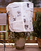 Crysanthemums before early frosts with newsprint