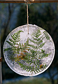 Fern leaf frozen in the ice