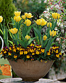 'Monte Carlo' Tulip