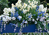NARCISSUS 'Bridal Crown', Hyacinthus MULTIFLORA Weiß,