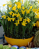 Narcissus cyclamineus 'Tete a Tete' (Narzissen), mit Zweigen von Buxus