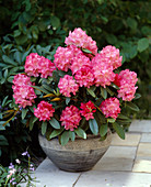 Rhododendron Yakusimanum 'Excelsior'