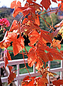 Vitis vinifera (wine) in autumn coloration