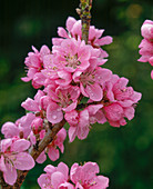 Prunus Persica