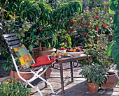 Fruit on terrace