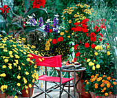 Terrasse mit gelber Margerite, stehender Geranie, Studentenblume, Rittersporn, Zinnien und Blumenrohr