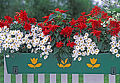 Box with Argyranthemum frutescens