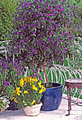 Solanum rantonnetii (potato bush)