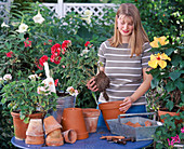 Pelargonium repot in large pot