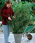 Cut back oleander in spring