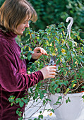 Cut back and repot the fuchsia flower basket in spring