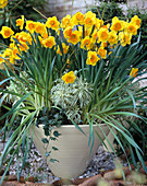 Bowl with Narcissus 'Ipi Tomli'