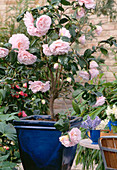 Camellia japonica 'Eastern Morn'