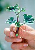 Cuttings propagation of leaf geranium