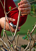 Trim Hydrangea paniculata to the 2nd eye after branching
