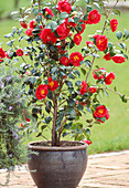Camellia japonica / Kamellie