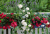 Ground-covering rose 'Knirps' (red), 'Diamant' (white)