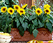 Helianthus annuus (sunflower)