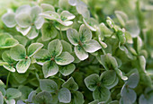 Hydrangea macrophyllum 'Schneeball' / Hortensie