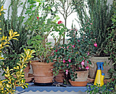 Bright wintering place for potted plants