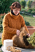 Bale protection for Buxus stems - Wrap pot with coconut matting