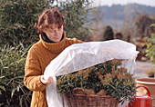 Winter protection for Pieris japonica, cover with fleece