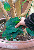 Removing fallen leaves from the flowerpot