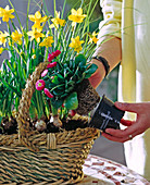 Planting spring onions in basket