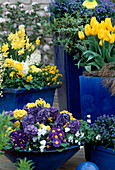 Blau glasierte Töpfe mit Tulipa 'Monte Carlo', Myosotis,