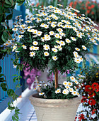 Argyranthemum frutescens (Chrysanthemum)