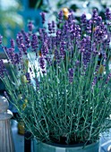 Lavandula angustifolia 'Hidcote Blue' (lavender)