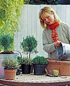 Plant box with herbs