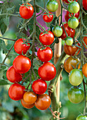Tomato (Lycopersicum) 'Picolino'