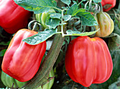 Tomato (Lycopersicum) 'Cogwheel'