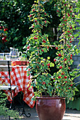 Rubus hybrid 'Dorman Red', raspberry (novelty)