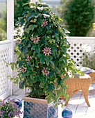 Passiflora hybrid 'Empress Eugenie'