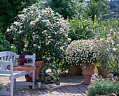 Solanum bonariensis, Argyranthemum 'Courtyard Blanche
