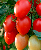 Cocktail tomato 'Serafino' F1