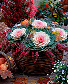 Wicker basket with Brassica oleracea (ornamental cabbage), Erica (heather)