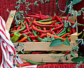 Harvested hot peppers (Capsicum)