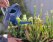 Planting Sarracenia (tube plant) in a bowl